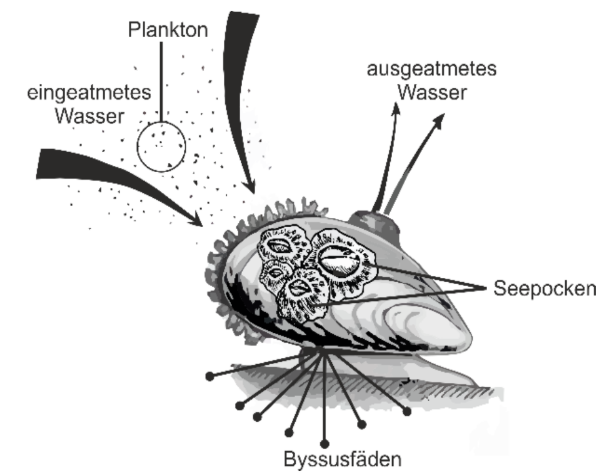Schematische Darstellung einer Muschel mit Plankton, ein- und ausgeatmetem Wasser sowie Byssusfäden.